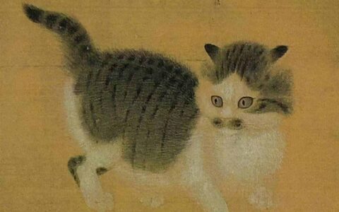 狸花猫多少钱一只，狸花猫进家门预示着什么