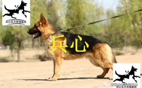 平背德国牧羊犬幼犬出售(德国牧羊犬纯种价格多少钱一只)