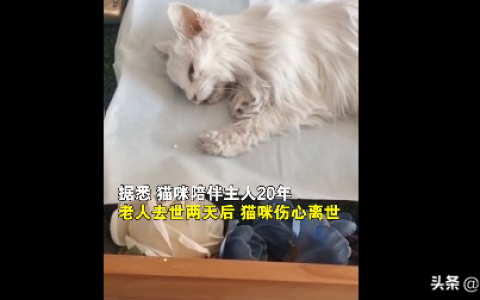 老人病逝后猫咪两天不吃不喝身亡 究竟是什么情况?!