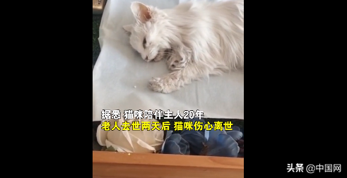 老人病逝后猫咪两天不吃不喝身亡 究竟是什么情况?!