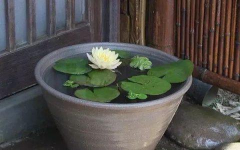 石槽石磨花盆制作方法(石槽花盆制作图片)