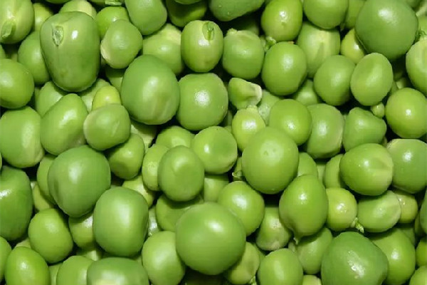 青豆的嘌呤含量高吗 青豆不适合哪些人吃