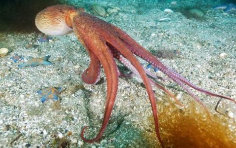 最古老的章鱼化石被命名为“拜登”。章鱼和鱿鱼的区别。