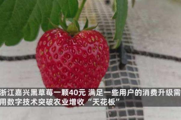 浙江嘉兴黑草莓一颗40元 黑草莓是真的吗