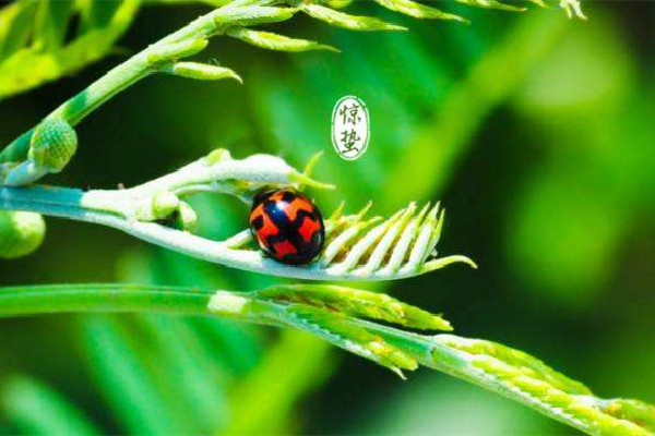 今日惊蛰 惊蛰节气吃什么传统食物