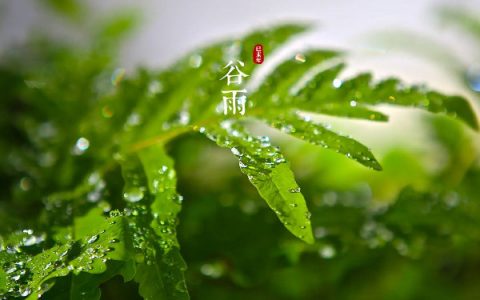 节气喝谷雨茶好吗(谷雨节气喝谷雨茶的养生保健功效)