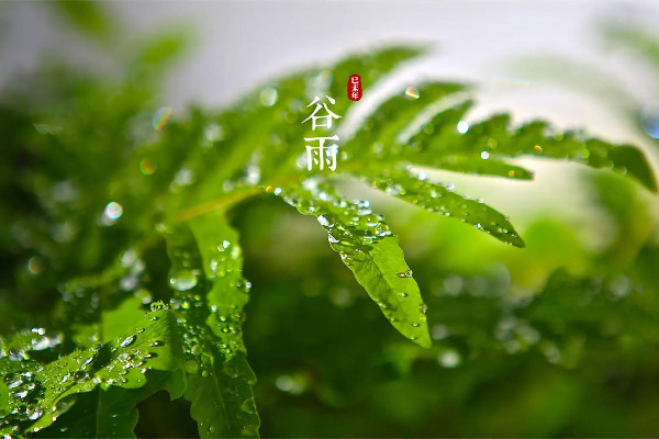 谷雨节气喝什么茶养生 谷雨节气的饮食禁忌