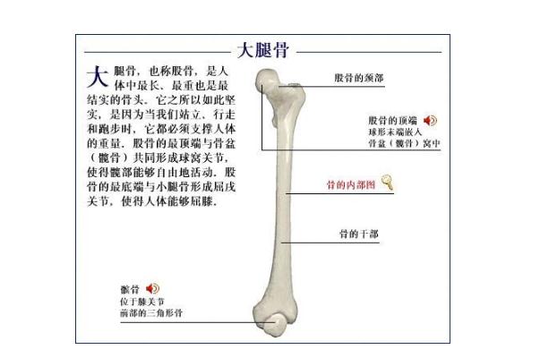 女孩大腿骨溶解为保腿花费几十万还负债 骨溶解症是什么病