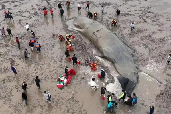 搁浅抹香鲸被成功放归深海 鲸鱼搁浅能活多久