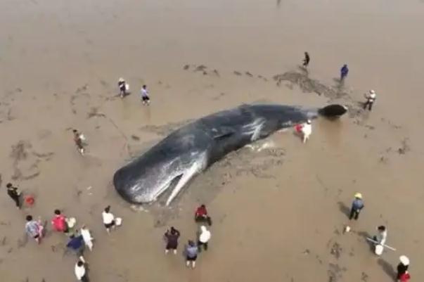 搁浅抹香鲸被成功放归深海 鲸鱼搁浅能活多久