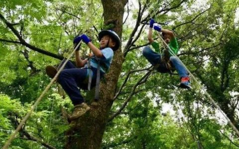 小学生爬树的危险，爬山和学生