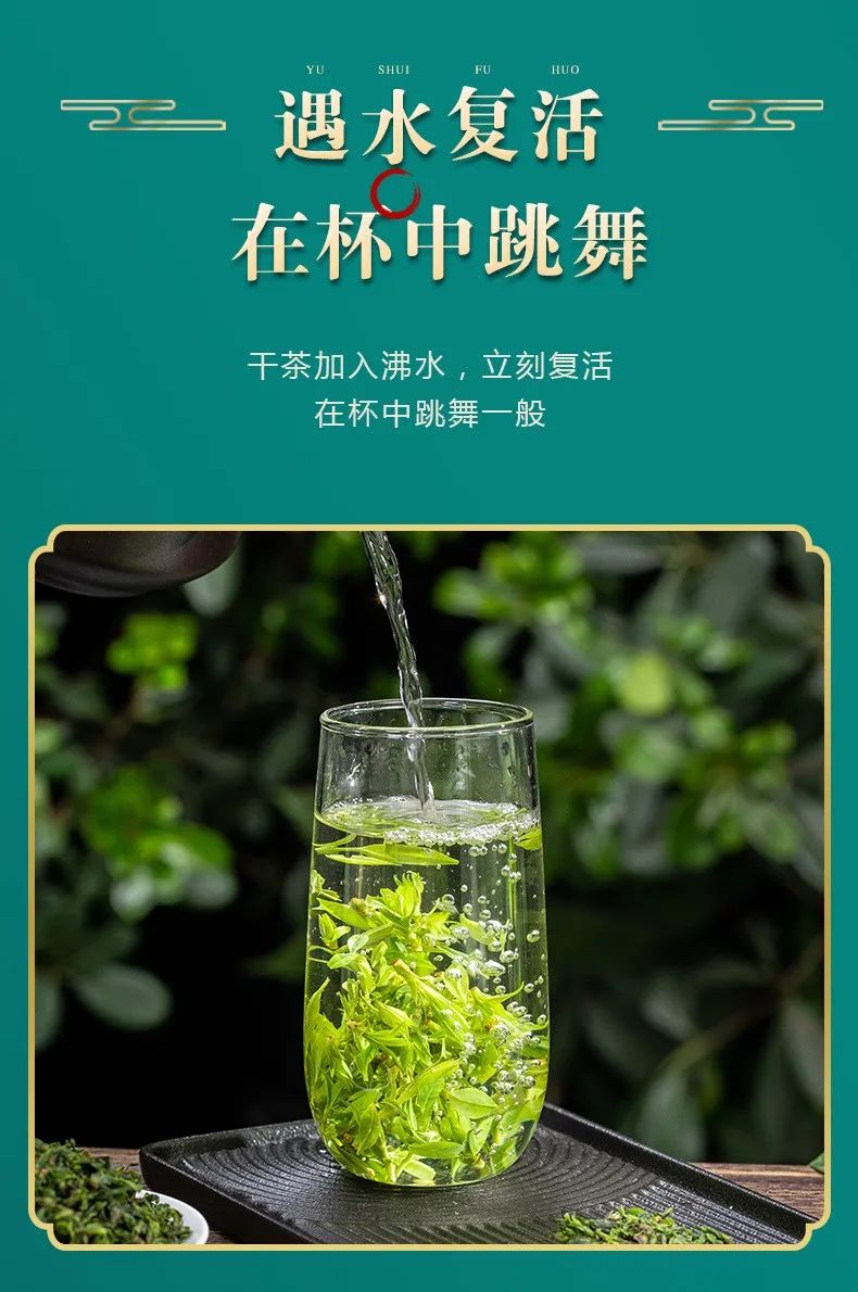 大小叶苦丁茶的区别，大叶苦丁茶和小叶苦丁茶有什么不同