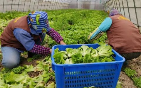 上海蔬菜种植基地，上海蔬菜生产基地