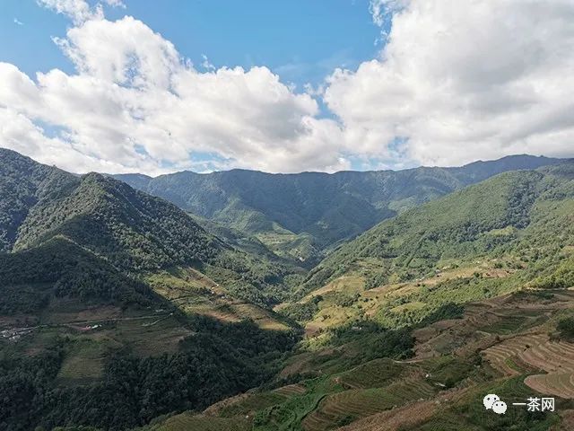 【众筹】小众新贵，高性价比名山好茶就选摆尾箐古茶