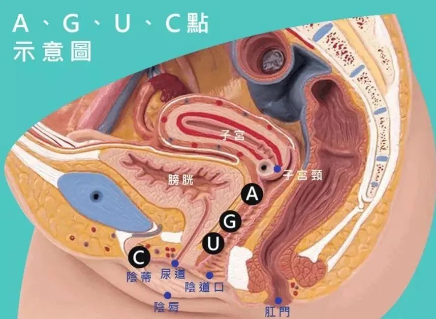 女生的敏感点（G点、C点、A点、U点、K点），你都知道吗？