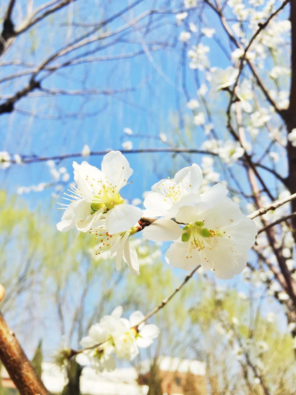 美图你知道春天是什么样子？三月的“花季”里每一种都是春天