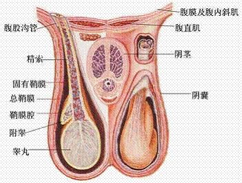 男生“蛋疼”的原因是？