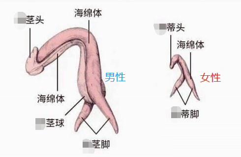 女朋友不让碰“小豆豆”，怎么办？