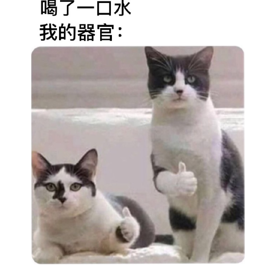 猫：甘霖娘累，鸡掰人类