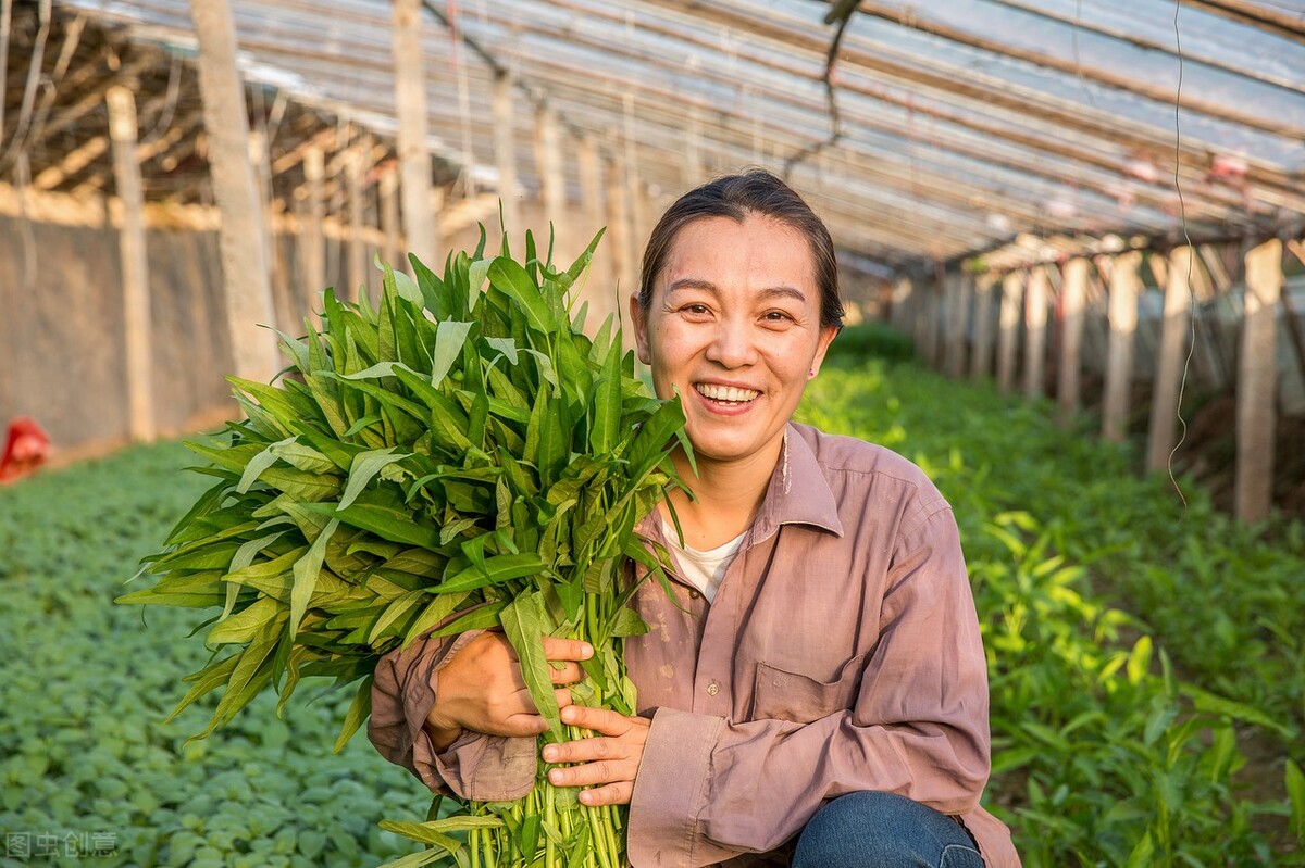 小满节气已过，老农告诉你5种蔬菜的种植方法，抓紧种