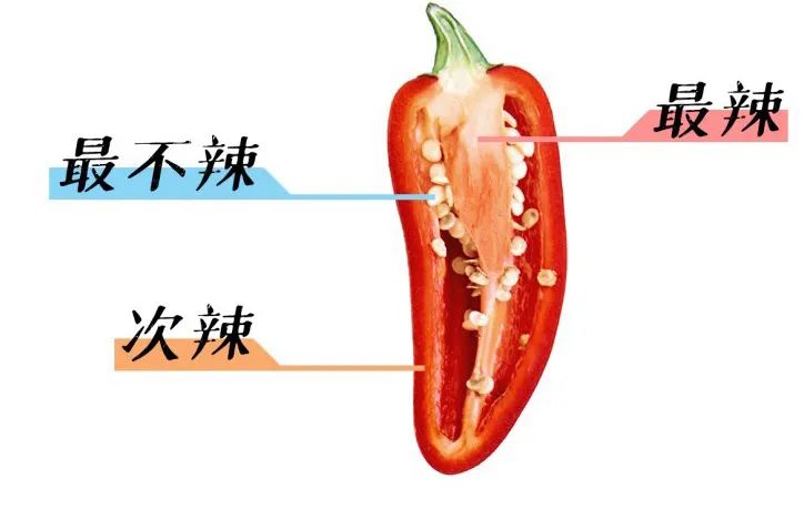 辣椒最辣的部位在哪儿？我们画了张“辣椒解剖图”