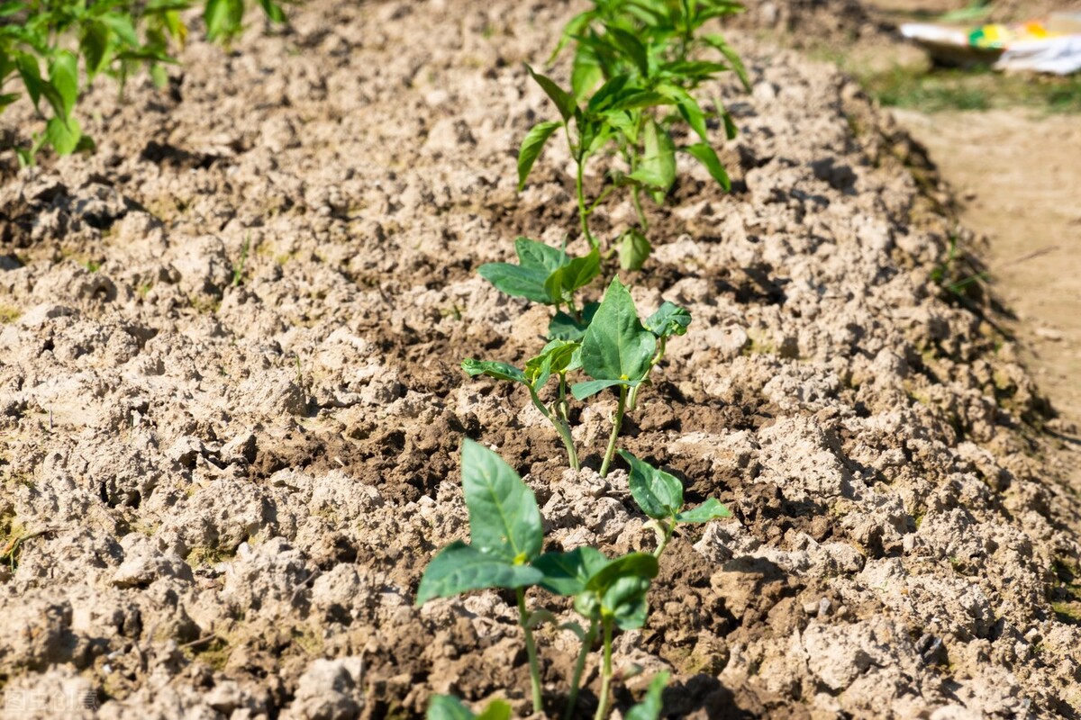 小满节气已过，老农告诉你5种蔬菜的种植方法，抓紧种