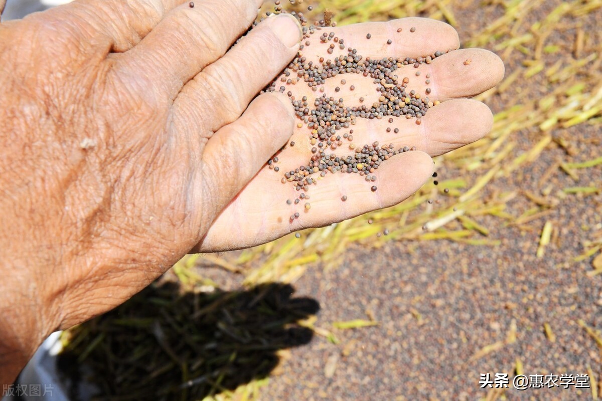 现在油菜籽价格多少钱一斤？2022年新季油菜籽价格行情走势预测