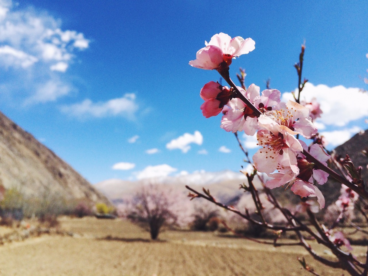 美图你知道春天是什么样子？三月的“花季”里每一种都是春天