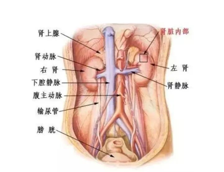 男人肾虚就是肾病吗？跟啪啪啪有什么关系？