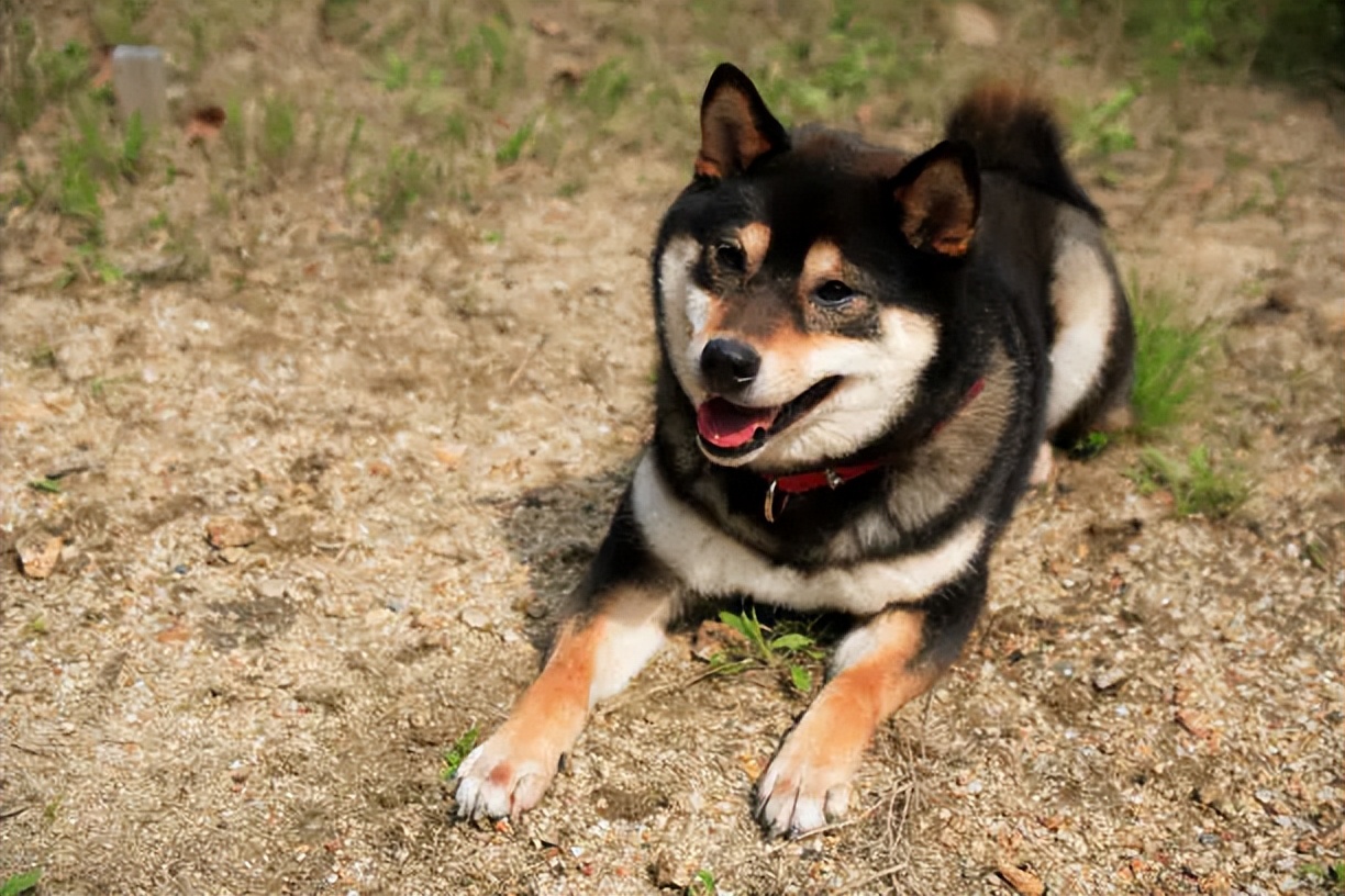 柴犬多少钱一只？附上最新价格表，别买贵了