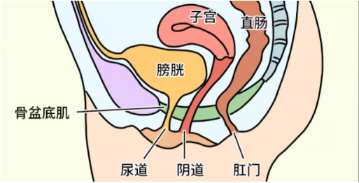 为什么女生啪啪到一半总想上厕所？