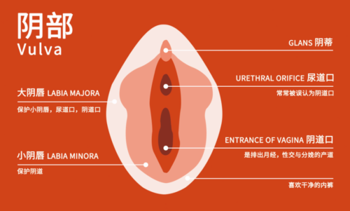 探索情欲，先从了解女人的下面开始！