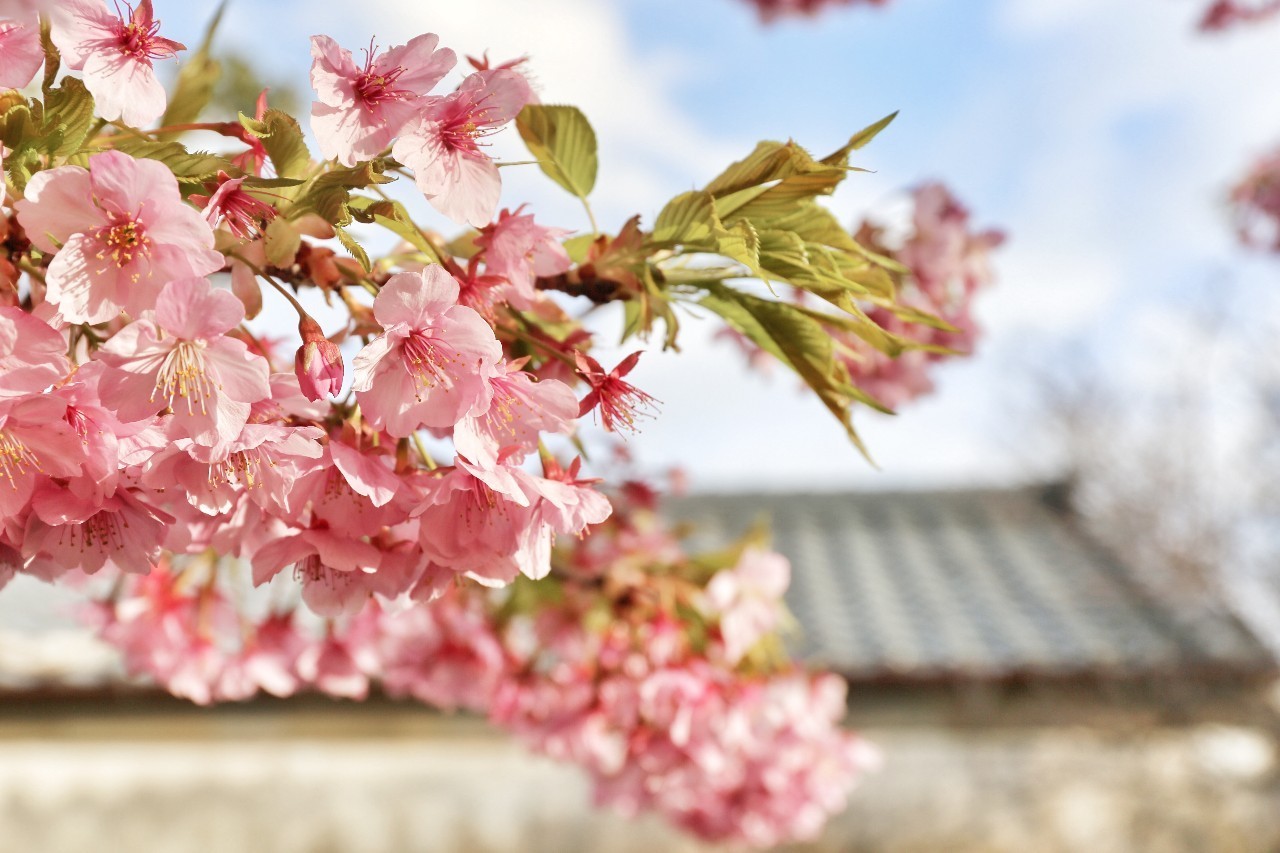 美图你知道春天是什么样子？三月的“花季”里每一种都是春天