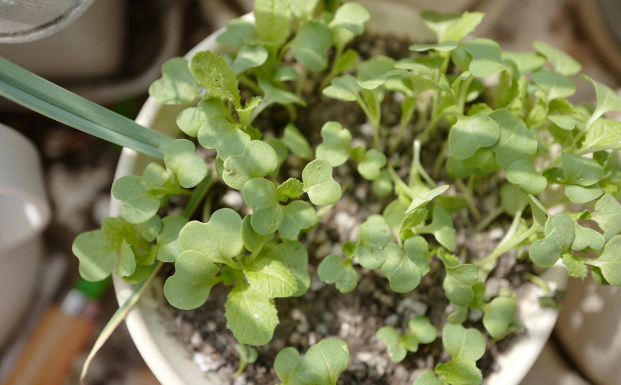 阳台种植小白菜,只需3个步骤,发芽快长势旺,好吃好看又新鲜