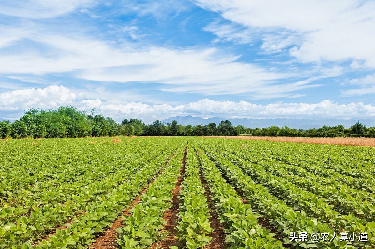 粮食价格会不会上涨？今年农资猛涨农民该何去何从