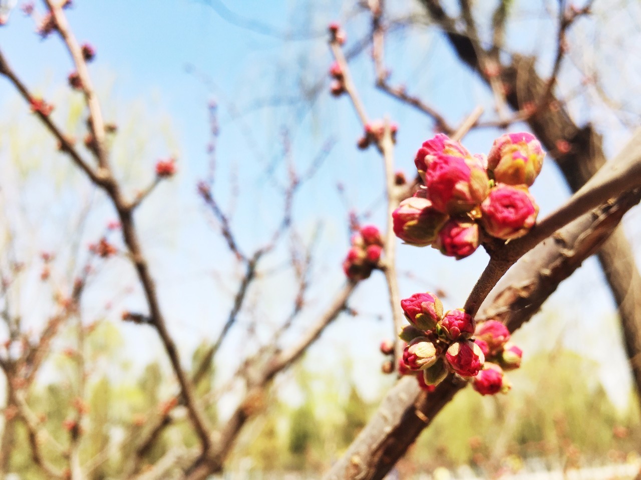 美图你知道春天是什么样子？三月的“花季”里每一种都是春天