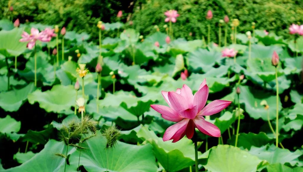 中国十大名花，你最喜欢哪一种呢？