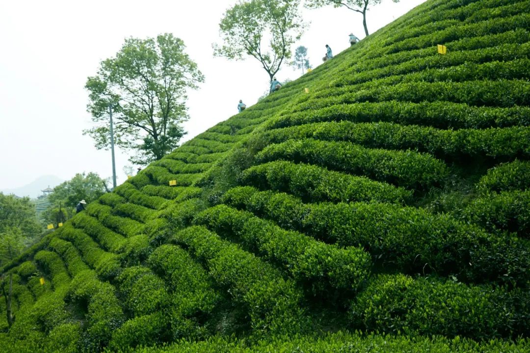 优选 | 六安瓜片来啦！生态茶园，传统工艺，非遗大师监制！