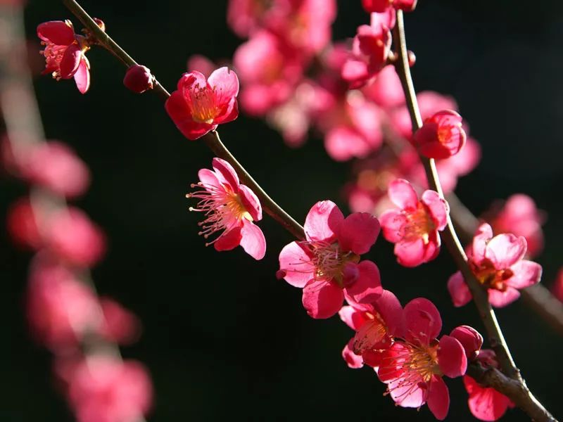 中国十大名花，你最喜欢哪一种呢？