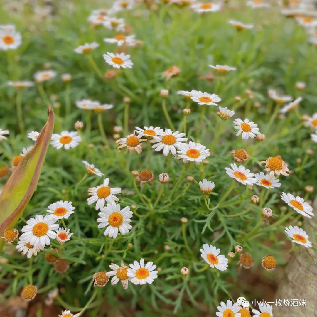 小雏菊（附图解）