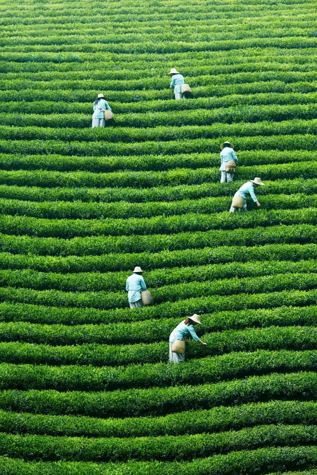 优选 | 六安瓜片来啦！生态茶园，传统工艺，非遗大师监制！