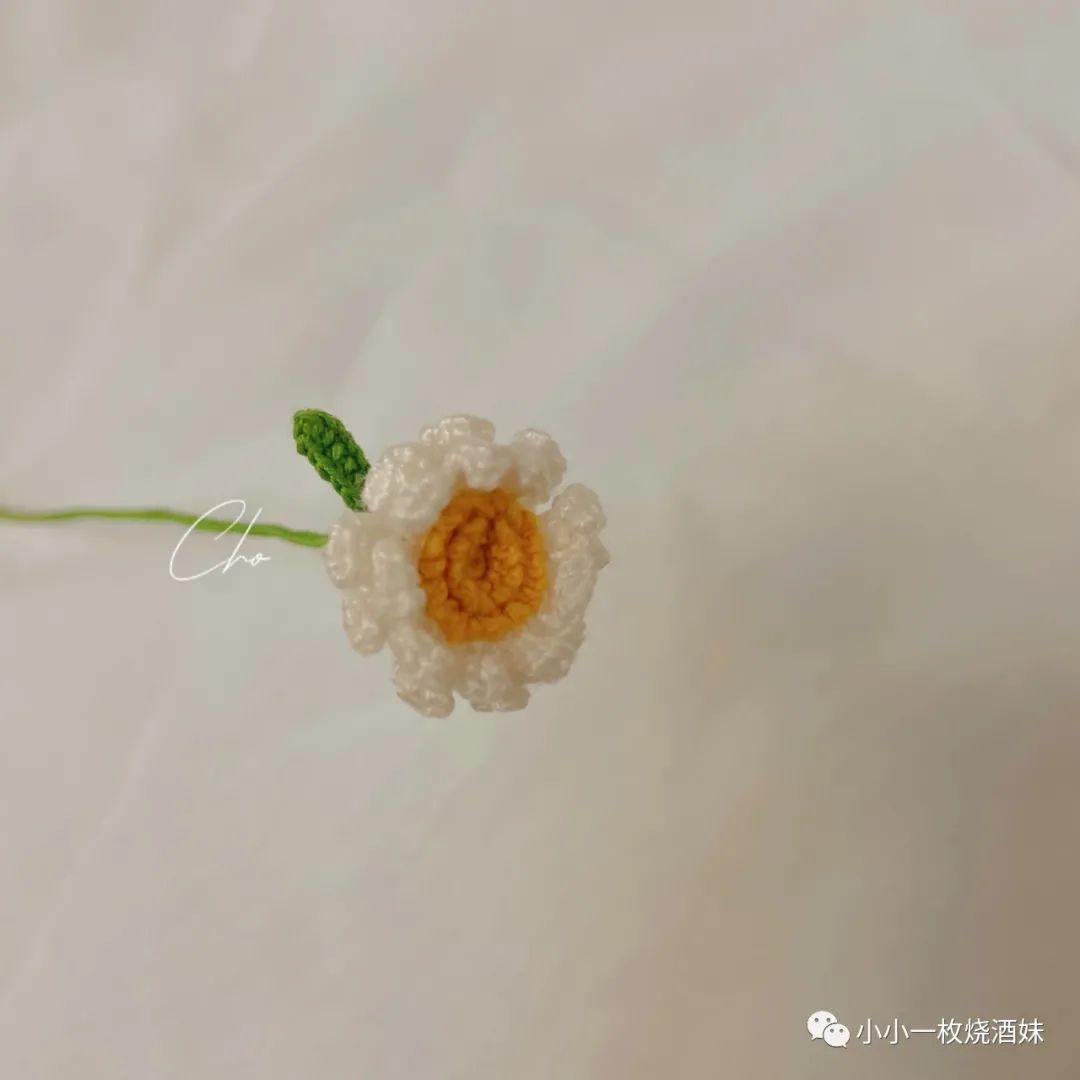 小雏菊（附图解）