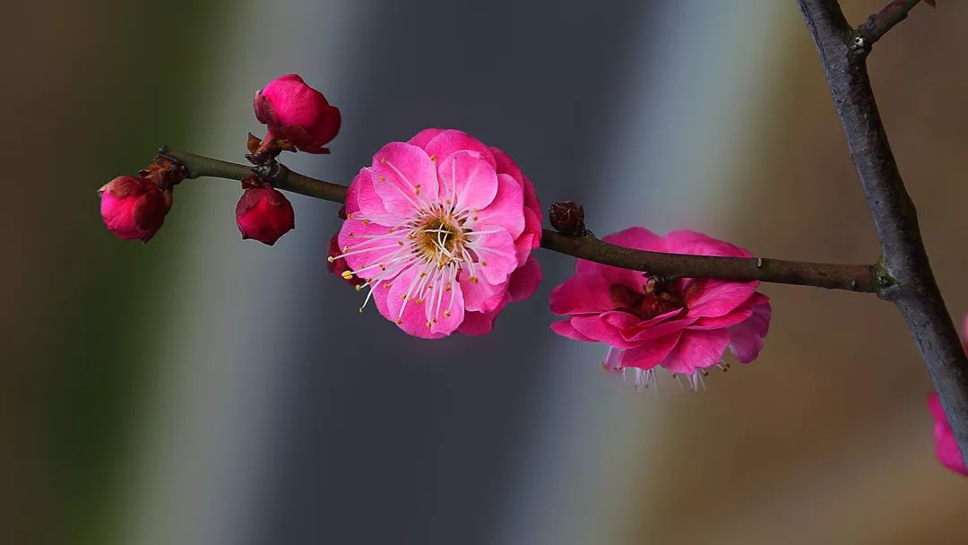 中国十大名花，你最喜欢哪一种呢？