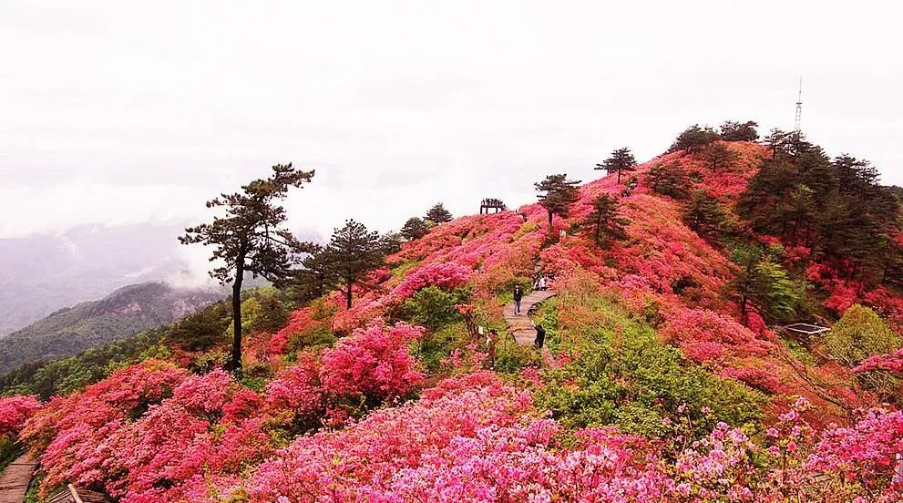 中国十大名花，你最喜欢哪一种呢？