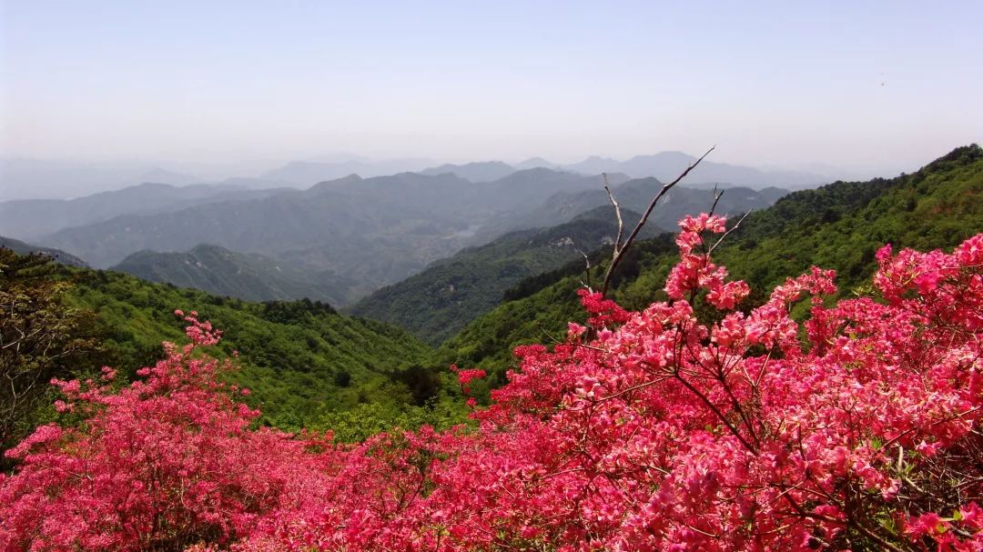 中国十大名花，你最喜欢哪一种呢？