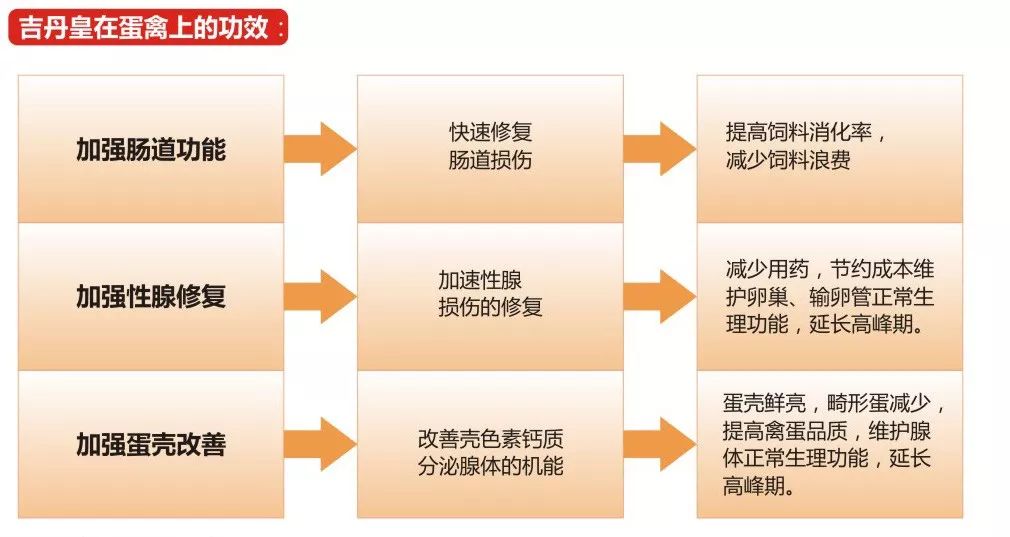 021.10.4鸡蛋价格，2021.8.20鸡蛋价格"