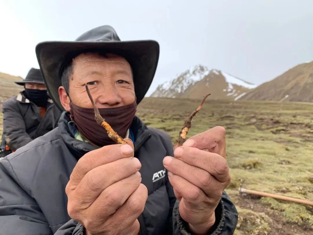 为什么市面上的冬虫夏草价格差别这么大？