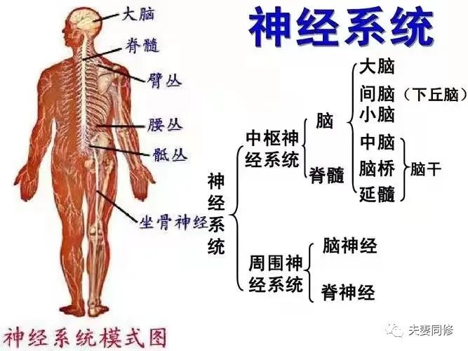 适当的性生活可以改善帕金森？这是真是假？？？